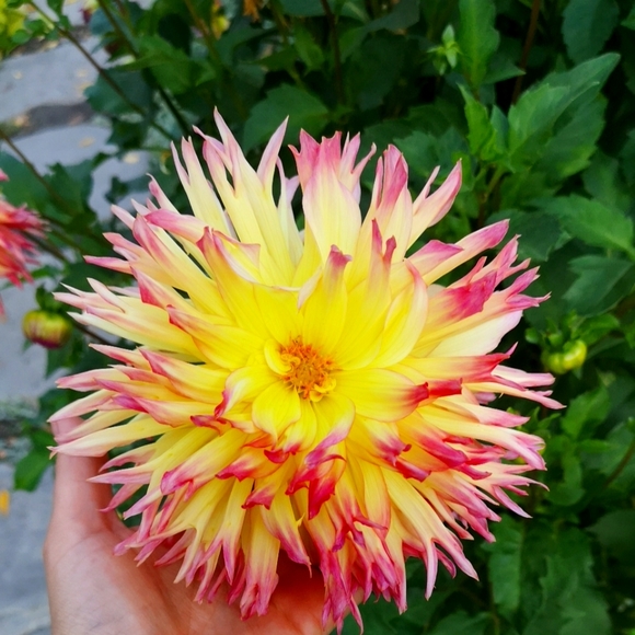 Meet your Posher, Nika - Picture 1 of 1